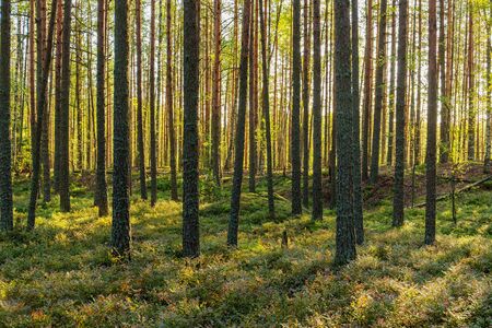 landscape in sunny coniferous forest in early autumn