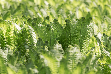 background of green fern leaves in springの写真素材