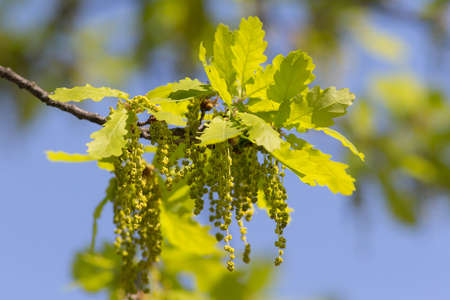 green oak leaves in spring close upの写真素材