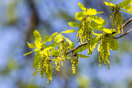 green oak leaves in spring close upの写真素材
