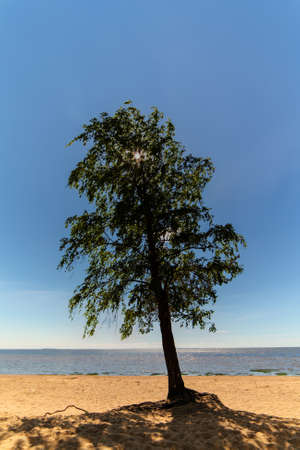 lonely tree on the beach in summerの写真素材