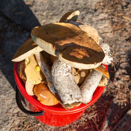 mushrooms in a bucket of mushroom picker