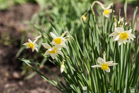 blooming white narcissuses in spring day close upの写真素材