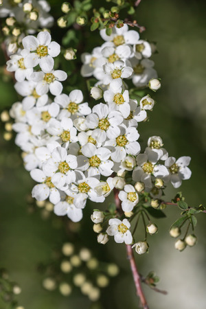 branch blooming white spiraea in spring closeup