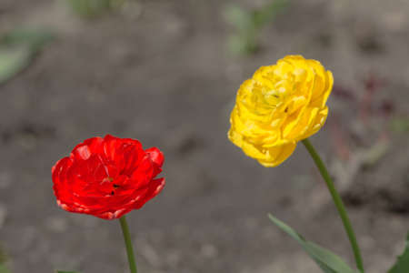red and yellow tulips in the springの写真素材