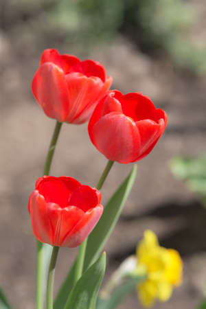 red tulips in the spring in the foreground