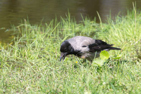 Portrait of a crow in the green grass
