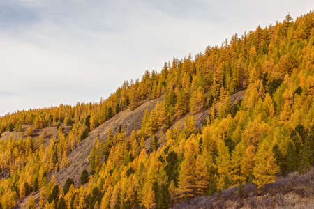 autumn hillside with conifers on a sunny day