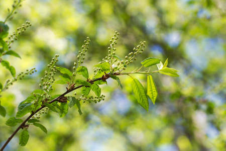 bird cherry branch in the beginning of floweringの写真素材
