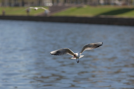 gull with piece of bread in its beak over water