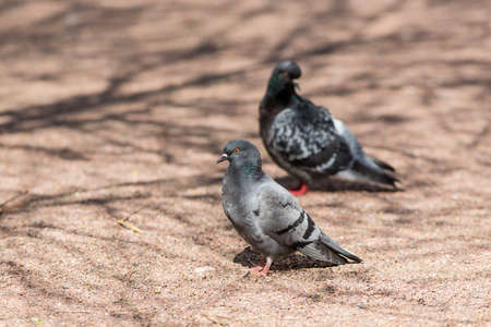 two pigeons sitting on the ground on a sunny dayの写真素材