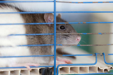 portrait of domestic rat in a cage close upの写真素材