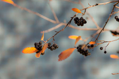 black ripe berries of chokeberry in the autumnの写真素材