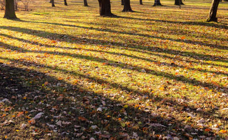 Fallen autumn leaves on the green grass