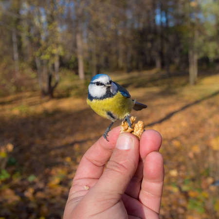 man feeding bluetit with nuts in autumn