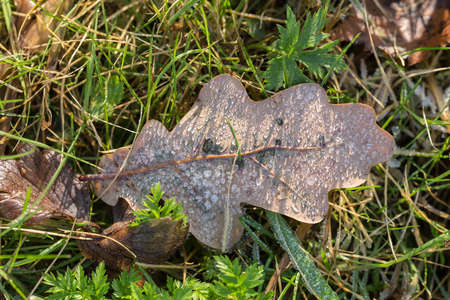 Fallen autumn leaves with hoarfrost and water drops