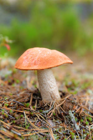 young orange-cap boletus in the woods close up