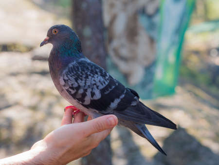 portrait of pigeon on a hand closeupの写真素材