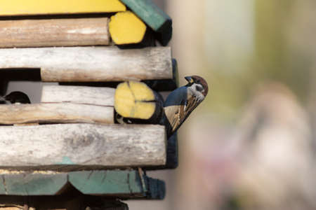 sparrow sits on a wooden bird feedersの写真素材