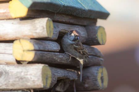 sparrow sits on a wooden house close upの写真素材
