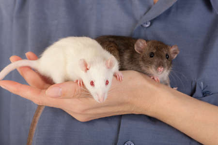 two baby rats on a hand close up