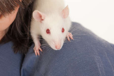 curious baby rat sitting on her shoulderの写真素材
