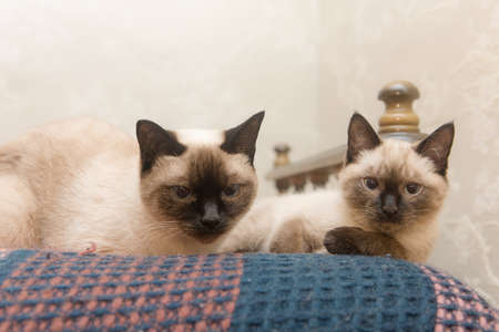 portrait of two cats Siamese breed on sofaの写真素材