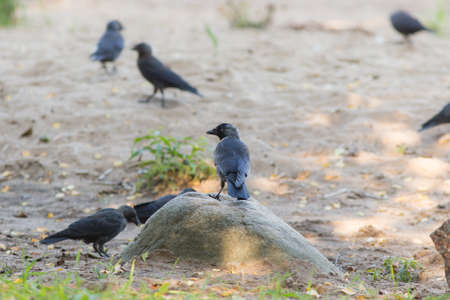 flock of jackdaws on the beach in summer