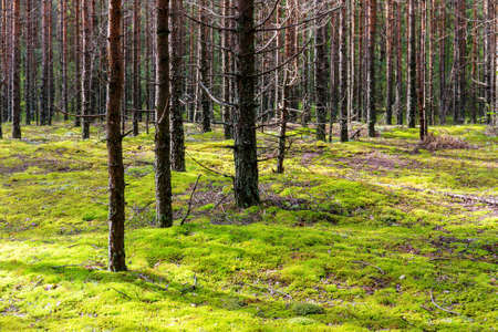 landscape with green moss in coniferous forestの写真素材