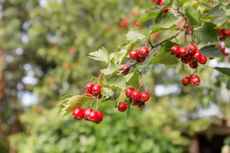 hawthorn branch with ripe berries close up
