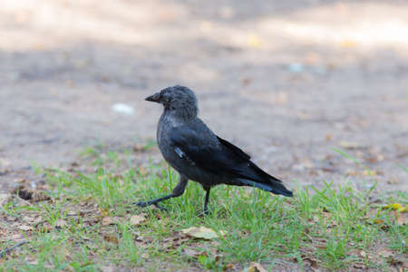 Portrait of a jackdaw on the grass closeupの写真素材