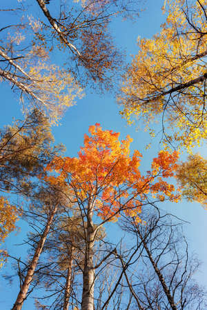 tops of autumn trees on a sunny dayの写真素材