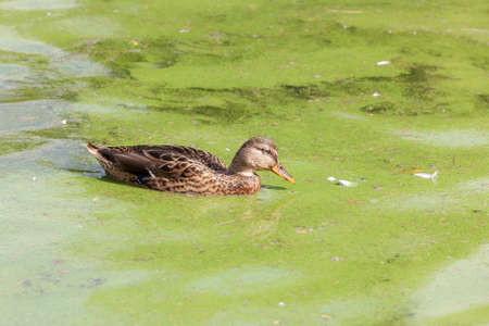 portrait of a duck swimming in green water
