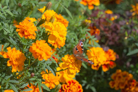 butterfly gathers nectar from marigold close upの写真素材