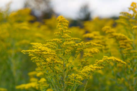goldenrod flower in a meadow close upの写真素材