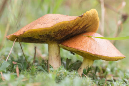 two suillus in the woods close upの写真素材