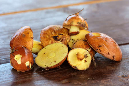 suillus collected on a table close upの写真素材