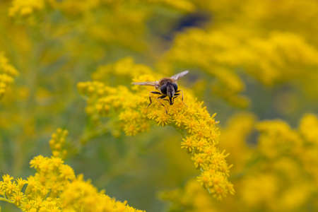 hoverfly sitting on a yellow goldenrod closeup