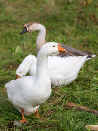 portrait of three geese on the green grassの写真素材