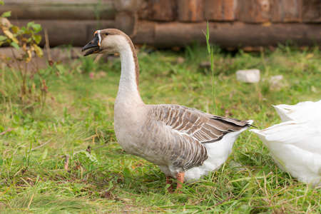 portrait of a goose on the green grassの写真素材