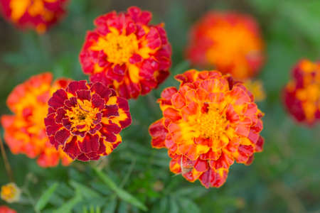 Marigold on the green background close upの写真素材