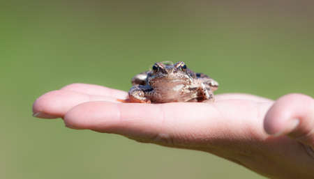 Portrait of a frog on a palmの写真素材