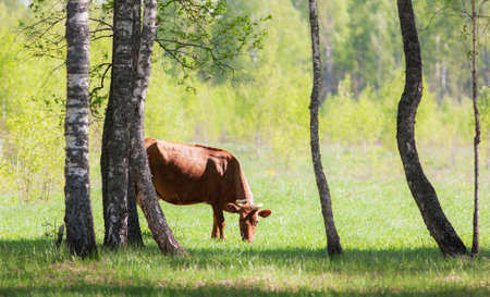 cow grazes on green meadow in forestの写真素材