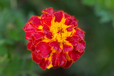 Marigold on the green background close upの写真素材