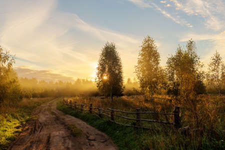 Rural road in the woods at dawnの写真素材