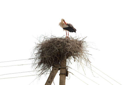 nest with a stork on electric pole, isolatedの写真素材