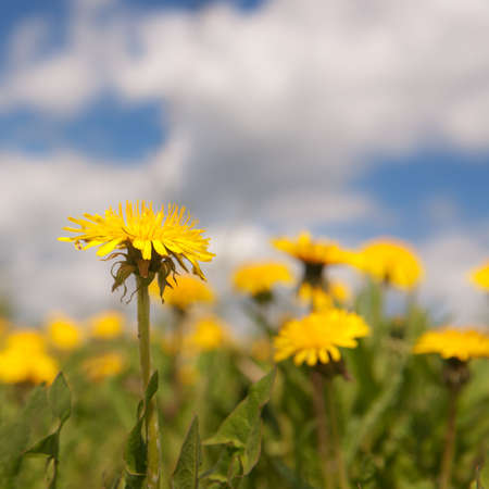 blooming yellow dandelions on a spring meadowの写真素材
