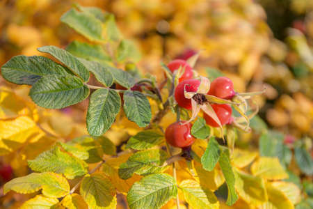 Autumn dog rose with fruit close upの写真素材