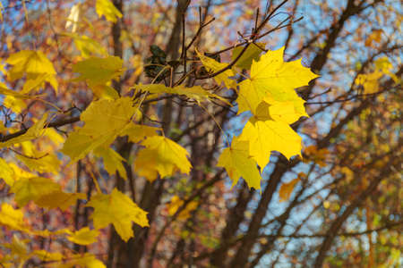 Maple branch with golden leaves in autumnの写真素材