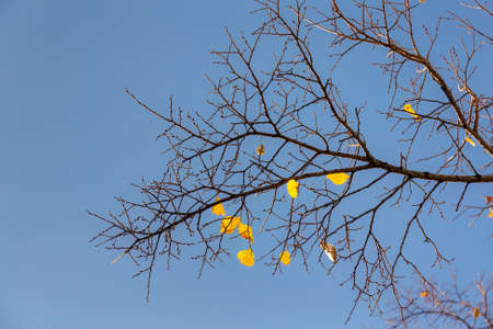 tree branch with last yellow leaves in autumn